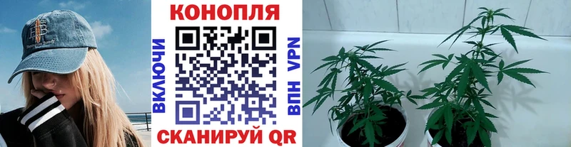 Бошки Шишки VHQ  Арск 